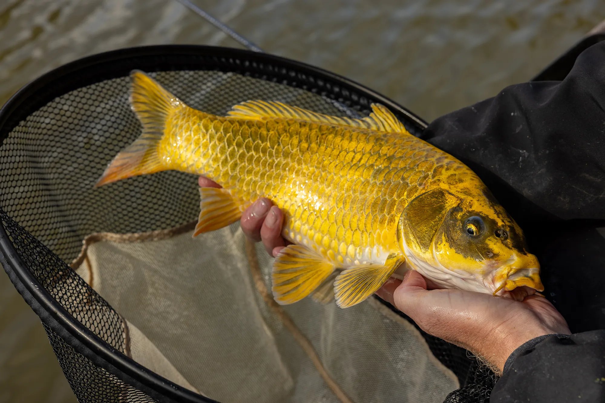 Traditional Feeder Fishing for Carp